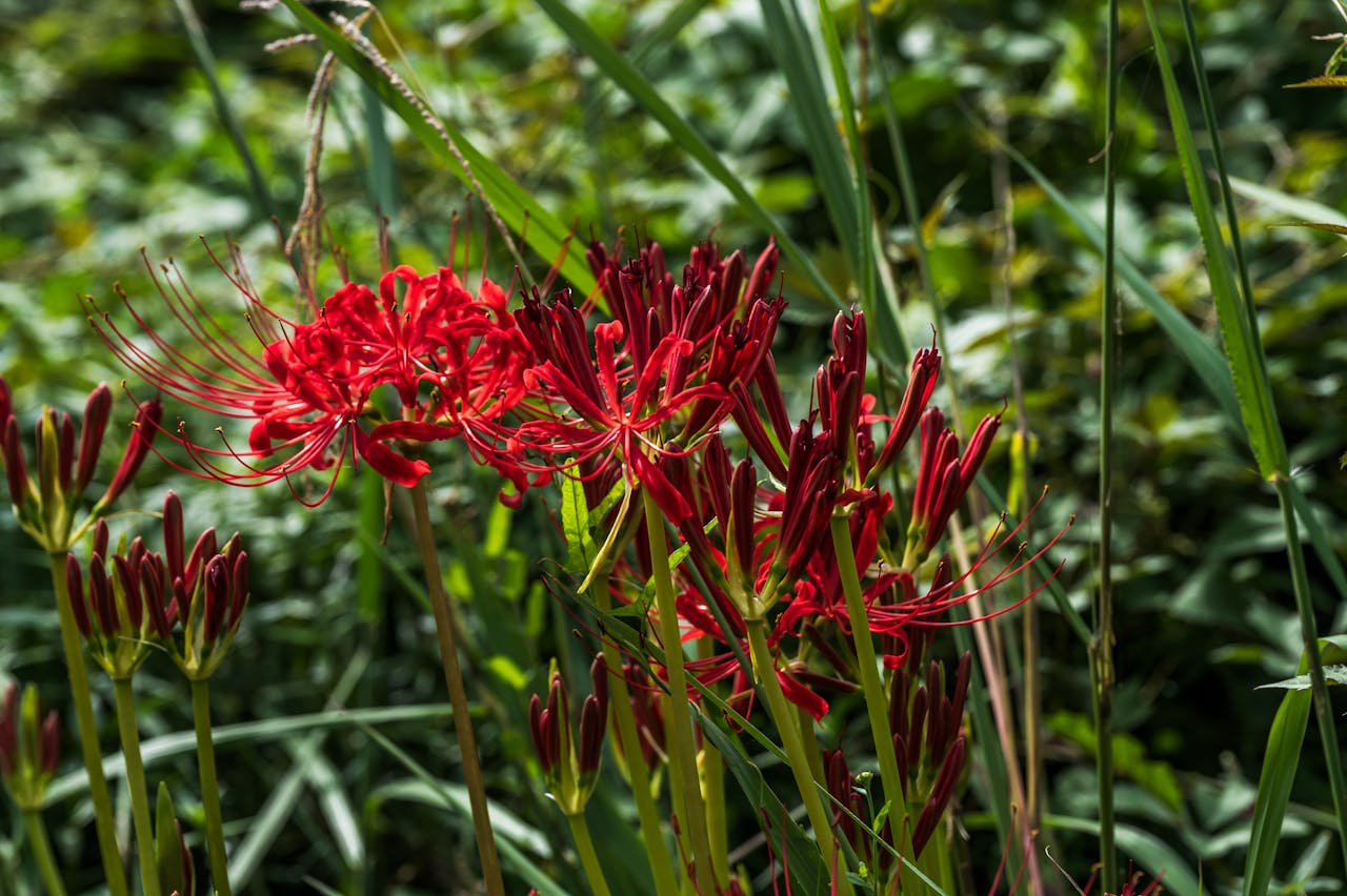 vibrant-red-spider-lily-in-lush-greenery-34025459